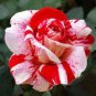200 PCS Seeds Rose Bonsai,Rare Color,Rich Aroma, Rare Exotic Chinese Rosa