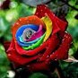 200 PCS Seeds Rose Bonsai,Rare Color,Rich Aroma, Rare Exotic Chinese Rosa