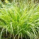 200 PCS Seeds Acorus Gramineus Bonsai