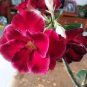 40 PCS Seeds Adenium Obesum Desert Roses