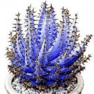 100 PCS Seeds Aloe Vera Plant Herbal Succulent Bonsai