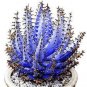 100 PCS Seeds Aloe Vera Plant Herbal Succulent Bonsai