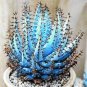 100 PCS Seeds Aloe Vera Plant Herbal Succulent Bonsai