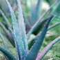 100 PCS Seeds Aloe Vera Plant Herbal Succulent Bonsai