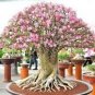 2 PCS Seeds Balcony Bonsai Potted Flowers Drawf Adenium