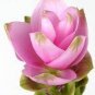 400 PCS Seeds Blue Curcuma Bonsai Flower