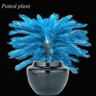 20 PCS Seeds Blue Sago Cycas Bonsai Revolute Plant Bonsai