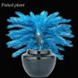 20 PCS Seeds Blue Sago Cycas Bonsai Revolute Plant Bonsai