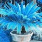 20 PCS Seeds Blue Sago Cycas Bonsai Revolute Plant Bonsai