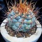 4000 PCS Seeds Blue Spring Grass Rare Succulents Plant