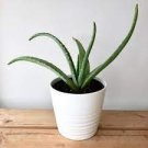 1000 PCS Seeds Charming Aloe Mix Excellent Houseplants Succulent