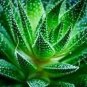 1000 PCS Seeds Charming Aloe Mix Excellent Houseplants Succulent