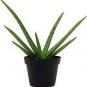 1000 PCS Seeds Charming Aloe Mix Excellent Houseplants Succulent