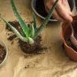 1000 PCS Seeds Charming Aloe Mix Excellent Houseplants Succulent