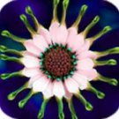 200 PCS Seeds Colorful Osteospermum Bonsai