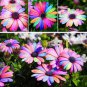 200 PCS Seeds Colorful Osteospermum Bonsai