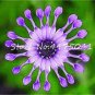 200 PCS Seeds Colorful Osteospermum Bonsai