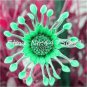 200 PCS Seeds Colorful Osteospermum Bonsai