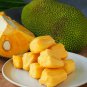 10 PCS Seeds Fresh Jackfruit Fruit