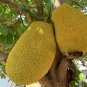 10 PCS Seeds Fresh Jackfruit Fruit