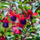 400 PCS Seeds Fuchsia Flowers Ornamental Plants Fast Grow 400 PCS Seeds Fuchsia Flowers Ornamental Plants Fast Grow