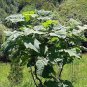 1000 PCS Seeds Paulownia elongata New Forest Tree