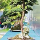 100 PCS Seeds Rainbow Pine Tree Plants Japanese Bonsai Perennial Pinus 100 PCS Seeds Rainbow Pine Tree Plants Japanese Bonsai Perennial Pinus