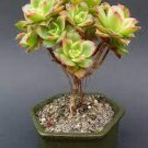 200 PCS Seeds Rainbow Succulent Bonsai Seedling Perennial