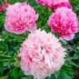 40 PCS Seeds Rare Chinese Peony Planting Greenery Flowers