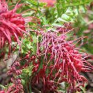 200 PCS Seeds Rare Grevillea Flowers Beautiful Flower Australian