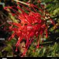 200 PCS Seeds Rare Grevillea Flowers Beautiful Flower Australian