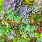 200 PCS Seeds Rare Sempervivum Mix Succulent Potted Plants