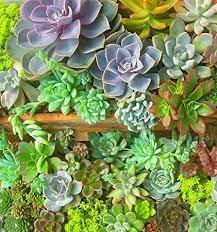 200 PCS Seeds Rare Sempervivum Mix Succulent Potted Plants