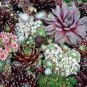 200 PCS Seeds Rare Sempervivum Mix Succulent Potted Plants