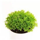 100 PCS Seeds Selaginella Uncinata Bonsai of Bonsai Outdoor