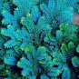 100 PCS Seeds Selaginella Uncinata Bonsai of Bonsai Outdoor