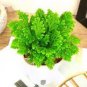 100 PCS Seeds Selaginella Uncinata Bonsai of Bonsai Outdoor