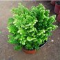 100 PCS Seeds Selaginella Uncinata Bonsai of Bonsai Outdoor
