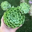 200 PCS Seeds Succulent Cactus Bonsai for Home & Garden Pot Plant 200 PCS Seeds Succulent Cactus Bonsai for Home & Garden Pot Plant