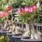 2 PCS Seeds White Desert Rose Bonsai Ornamental Plant