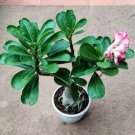 4 PCS Seeds Adenium Single Petals White Flowers with Rose Pink Edge Desert Rose
