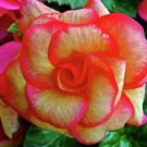 200 PCS Seeds Begonia Flower