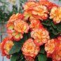 200 PCS Seeds Begonia Flower