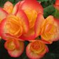 200 PCS Seeds Begonia Flower