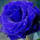 200 PCS Seeds Blue Rose Double Big Flowers