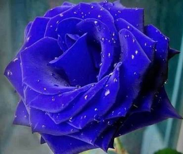 200 PCS Seeds Blue Rose Double Big Flowers