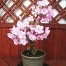 20 PCS Seeds Bonsai Sakura Seeds Garden Sakura Japanese Cherry Blooms Flower