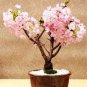 20 PCS Seeds Bonsai Sakura Seeds Garden Sakura Japanese Cherry Blooms Flower