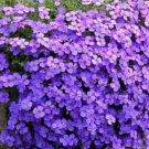 200 PCS Seeds Creeping Thyme Seeds Rock Cress Perennial Ground Cover Flower - Purple Flowers
