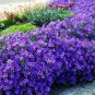 200 PCS Seeds Creeping Thyme Seeds Rock Cress Perennial Ground Cover Flower - Purple Flowers